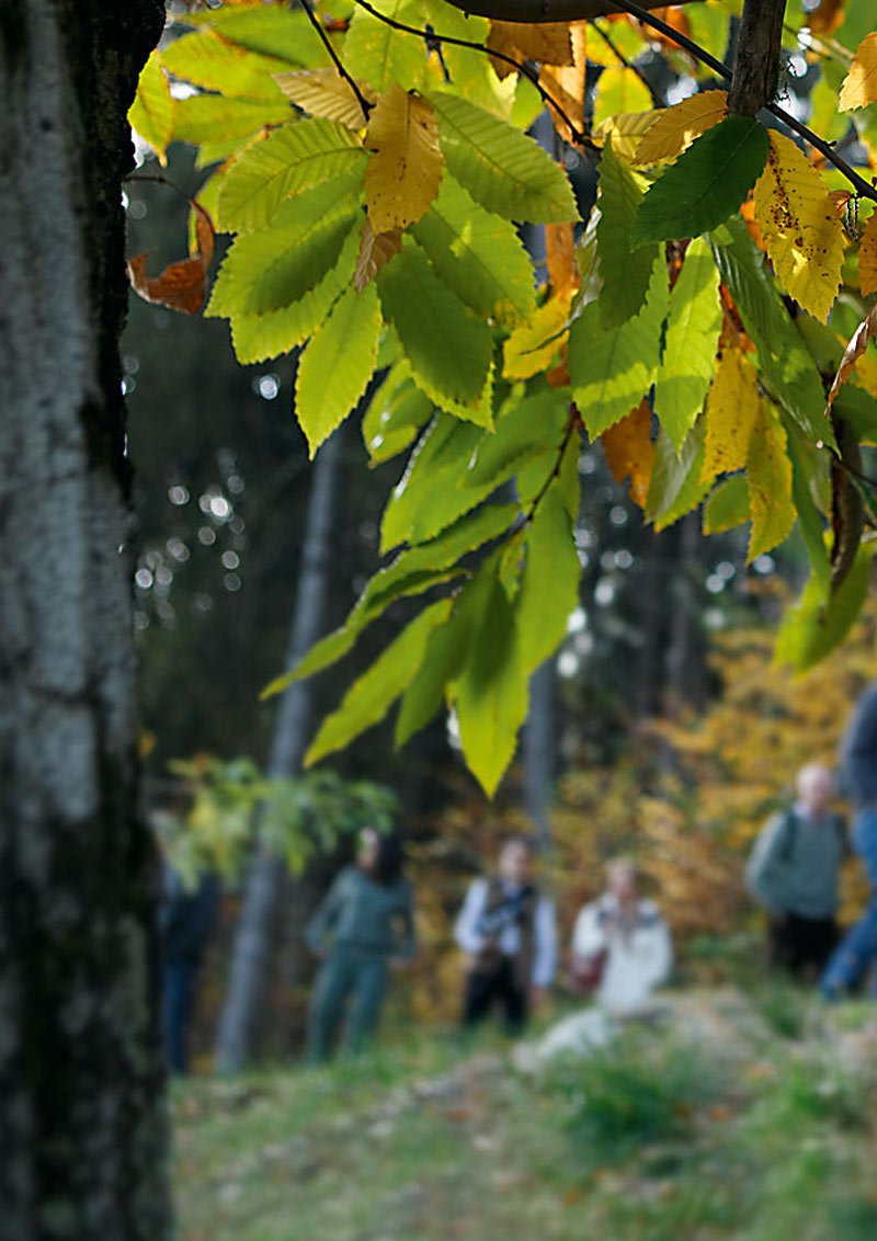 "Keschtnriggl" Giornate della castagna