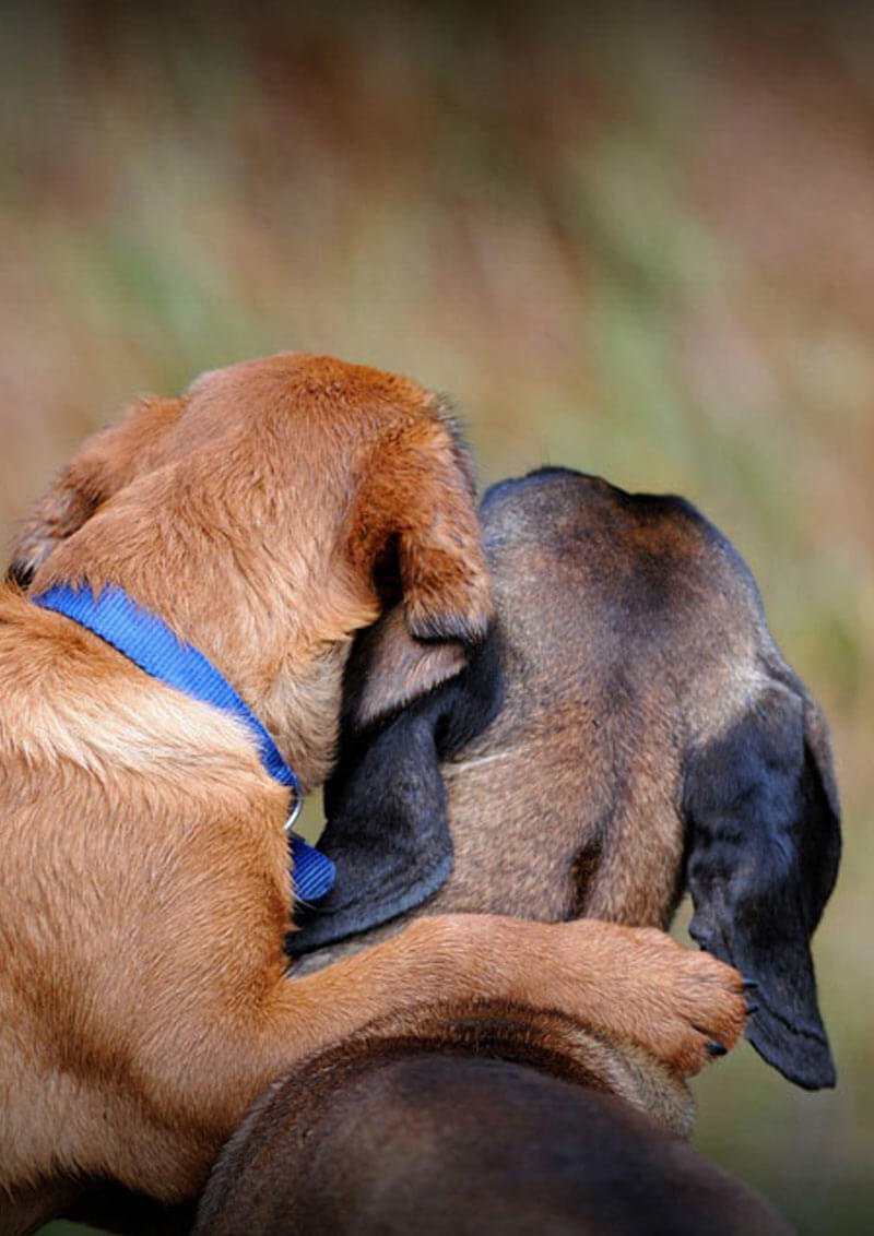 Vacanze escursionistiche con il vostro cane a Merano e dintorni