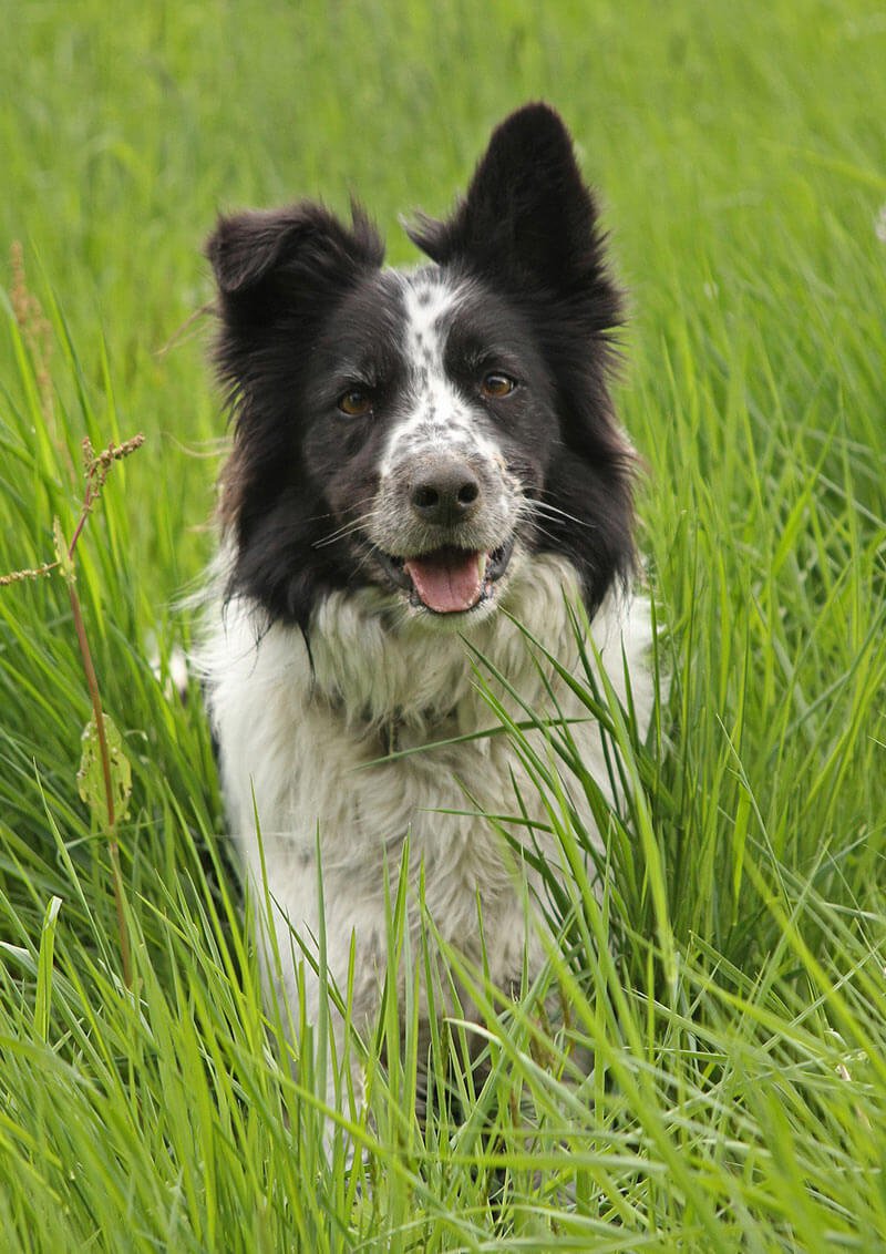 Urlaub mit Hund im Meraner Land