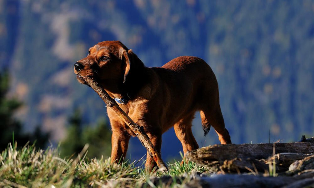 Tschengghof - Urlaub mit Hund 